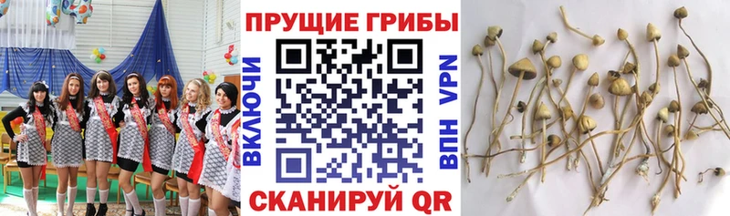 Галлюциногенные грибы Magic Shrooms  MEGA онион  Знаменск 